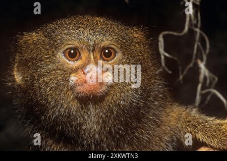 Pygmy Marmoset - la scimmia più piccola al mondo Foto Stock