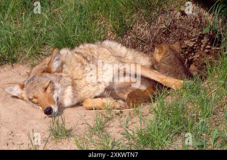 Coyote - al rifugio con i cuccioli Foto Stock