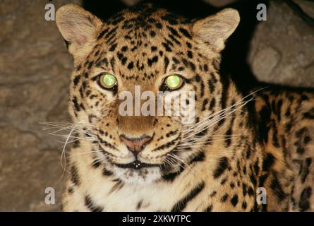 Amur LEOPARD - viso di notte, Foto Stock