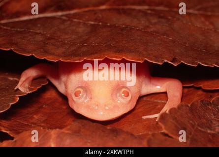 RANA ARGILLATA africana / ROSPO / Platanna comune - Albino Foto Stock