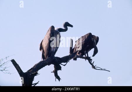 Indian White-backed / Indian White-rumped / Oriental Foto Stock