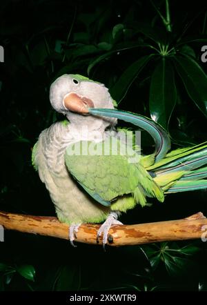 Monk Parakeet / Quaker Parrot - Preening Foto Stock