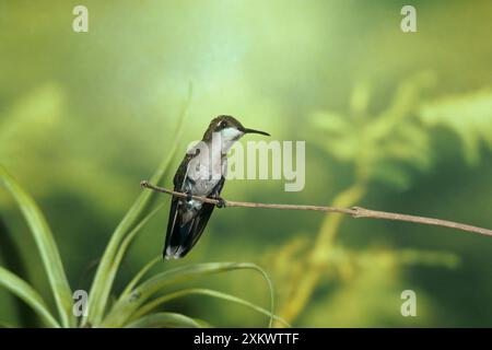 Ruby-Topaz Hummingbird - femmina Foto Stock