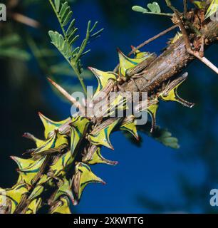 THORNBUGS / Thorn Treehopper mimetizzati - gruppo sulla filiale Foto Stock