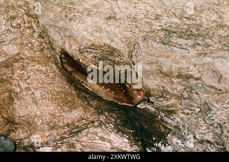 OILBIRD - nidificazione nella grotta Foto Stock