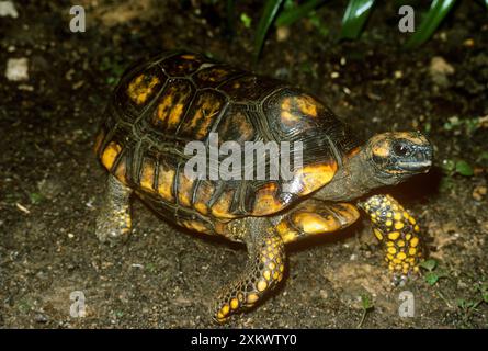 Tartaruga sudamericana con i piedi gialli / tartaruga Morocoy Foto Stock