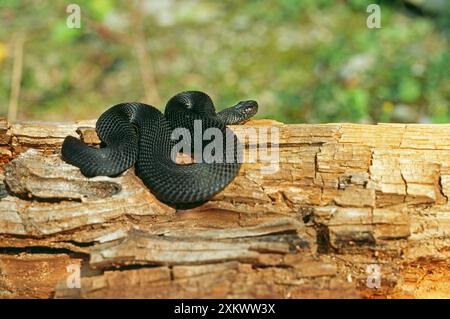 Europeo / AGGETTIVO comune - nero Foto Stock