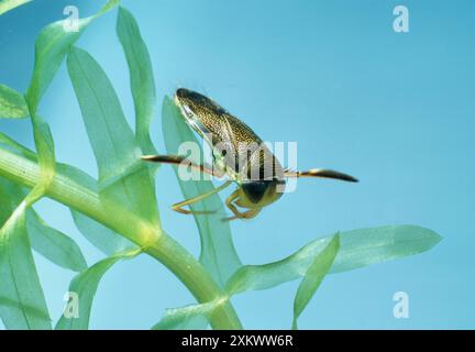 Imbarcazione in acqua di livello inferiore / Backswimmer Foto Stock