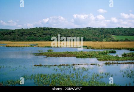 Riserva naturale di Leighton Moss (RSPB) Foto Stock