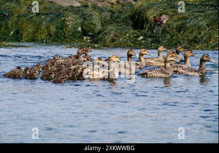 Comune Eider Duck - adulti con giovani Foto Stock