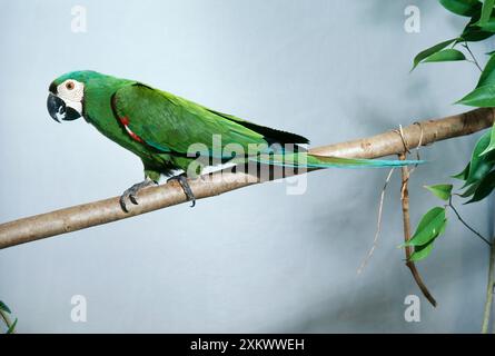 Castagne e fronteggiata Macaw Foto Stock