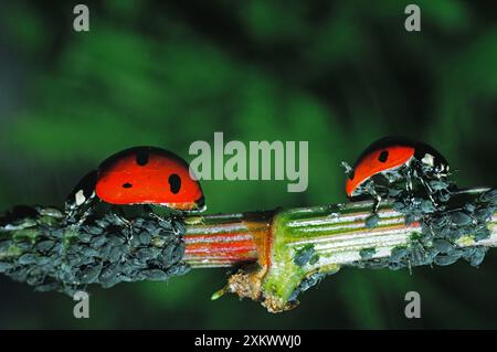 LADYBIRDS a 7 PUNTI - mangiare afidi Foto Stock