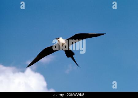 SKUA A CODA LUNGA - IN VOLO Foto Stock