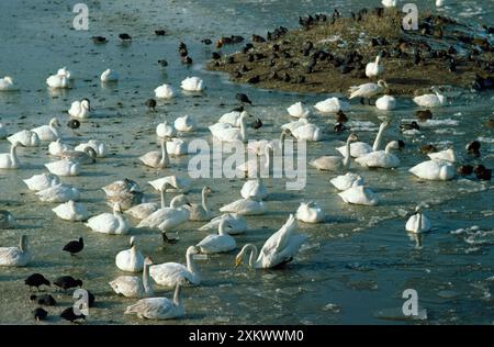 Bewick's Swan - su paludi ghiacciate Foto Stock