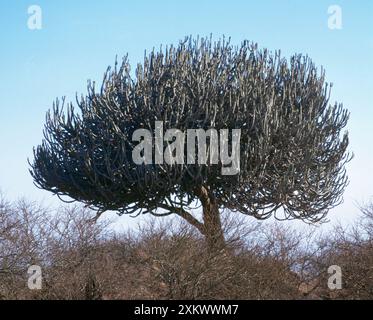 Matita Cactus / Pencil Bush / Gigante Euphorbia Tree Foto Stock