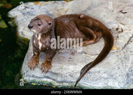 Spot / Spotted - Neck / Speckle - OTTER Throated Foto Stock