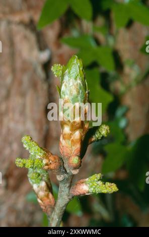 Albero di quercia Foto Stock