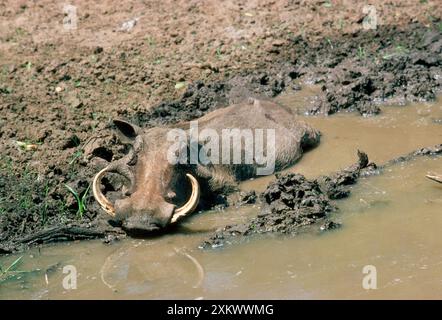 WARTHOG - bagnato Foto Stock