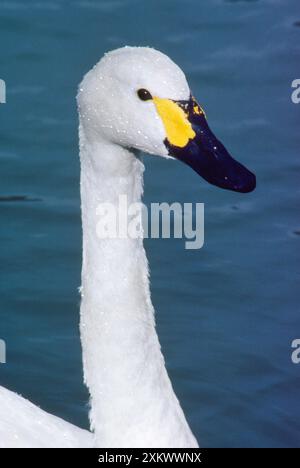 BewickÕs / Tundra / Whistling SWAN - primo piano della testa Foto Stock