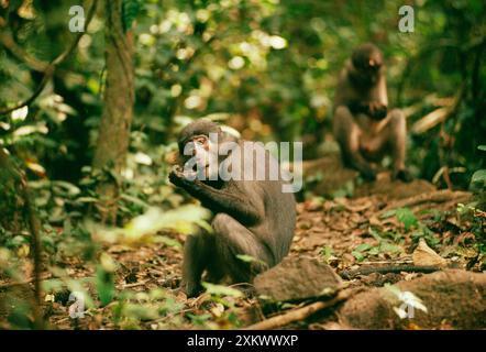 SCIMMIA di Mangabey - a terra. Foto Stock