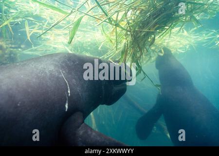 Amazzonia / LAMANTINI sudamericani - x due mangiare Foto Stock