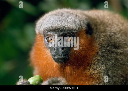 Dusky Titi Monkey Foto Stock