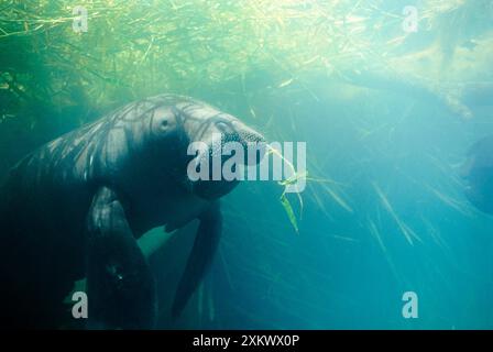 LAMANTINI amazzonici / sudamericani - mangiare erba acquatica Foto Stock