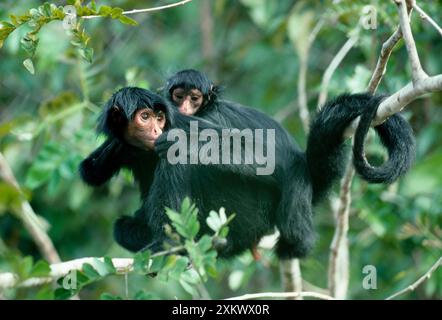 SCIMMIA BLACK SPIDER - adulti e bambini nell'albero Foto Stock