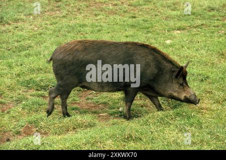 Iron Age Pig - ibrido, crossbreed Foto Stock