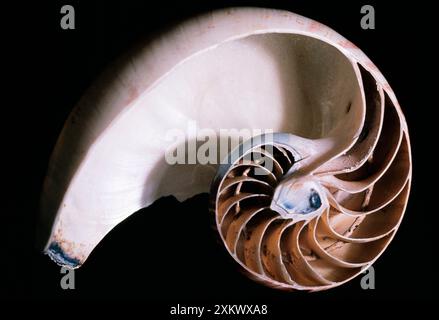 A camera / Peloso / NAUTILUS comune Foto Stock