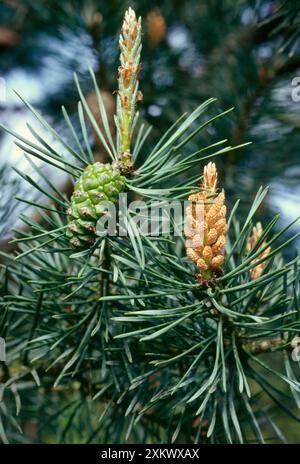 Scots Pine - che mostra coni maschili e femminili Foto Stock