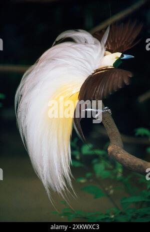 Grande Uccello del Paradiso Foto Stock