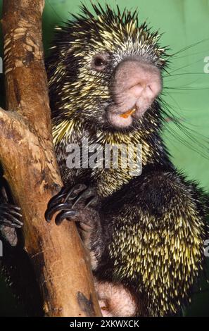 Porcupine con coda di prensile Foto Stock