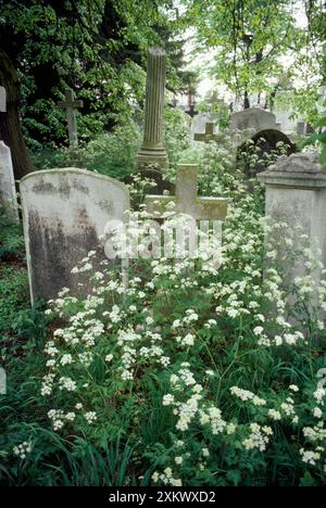 Piante - in cemetria Foto Stock