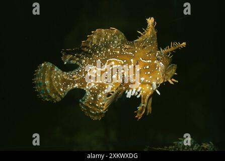 PESCE SARGASSUM Foto Stock