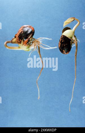 Fagiolo corridore - germinazione. Uno nella direzione giusta Foto Stock