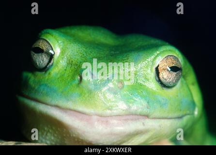 FROG - WhiteÕs / Verde / Dumpy TREEFROG Foto Stock