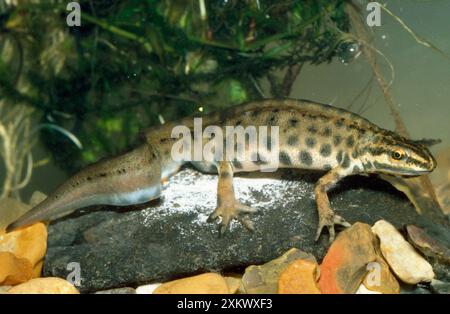 Smooth Newt - maschio Foto Stock