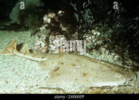 Angelshark DEL PACIFICO Foto Stock