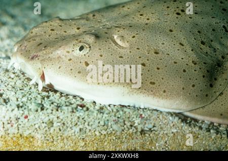 Angelshark del Pacifico Foto Stock