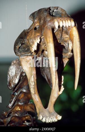 Smilodon Fossil Skull / Sabre-tooth Cat - mostra Foto Stock