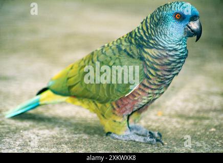 Pappagallo amazzonico di St. Lucia Foto Stock