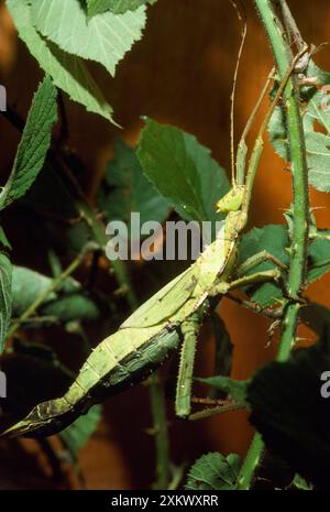 L'insetto Spiny Stick gigante - sul ramo - cresce fino a 20 cm o più Foto Stock