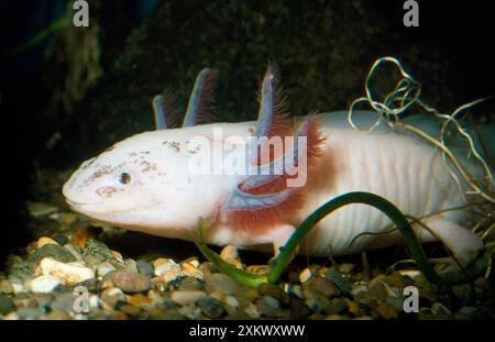 Axolotl Foto Stock