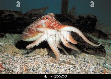 POLPO comune - sul fondo marino Foto Stock