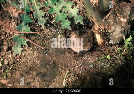 Acqua Vole Foto Stock