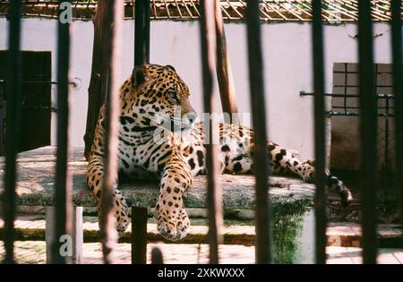 Jaguar - in una gabbia vecchio stile allo zoo di Manaus Foto Stock