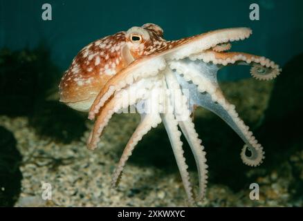 POLPO comune Foto Stock