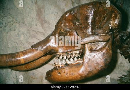 MASTODON SKULL FOSSIL - American Mastodon Fossil. Foto Stock