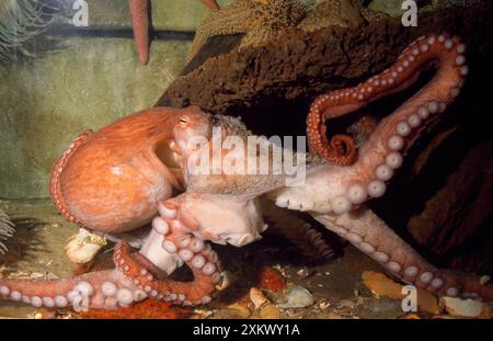 POLPO gigante del Pacifico del Nord - mostrando degli sciocchi Foto Stock